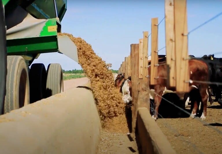 Se pierde hasta 15.000 pesos por animal en el engorde en feedlot