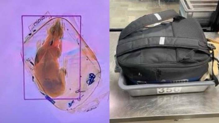 The traveler was unaware of the proper screening protocol for traveling with pets, a representative for the TSA explained. (TSA_GreatLakes/Twitter)