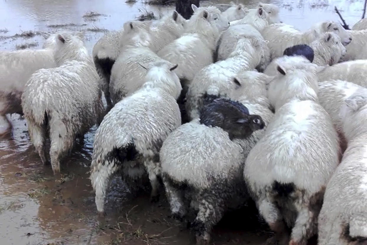 Plucky bunnies: Rabbits rode on the backs of sheep to escape a flood: Ferg Horne via AP