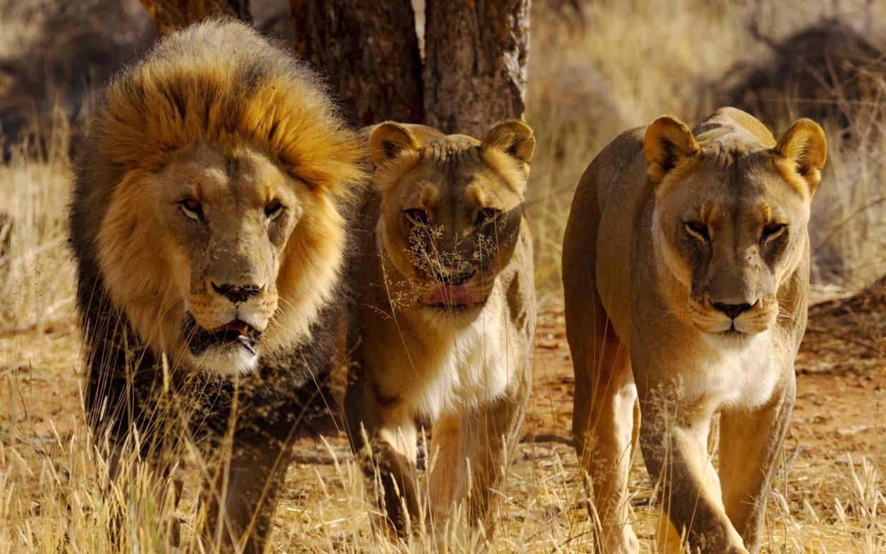 One male and two female lions face the camera in grassland