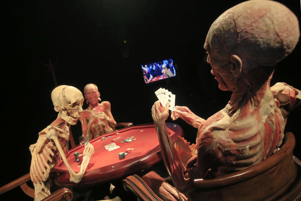 AUTRICHE, Vienne. Des corps plastinés (de plastination : technique qui vise à préserver des tissus biologiques) sont mis en scène comme des joueurs de poker lors de l'exposition de l'artiste allemand Gunther von Hagens, au musée d'Histoire naturelle de Vienne, le 15 mars 2013. AFP/ALexander Klein