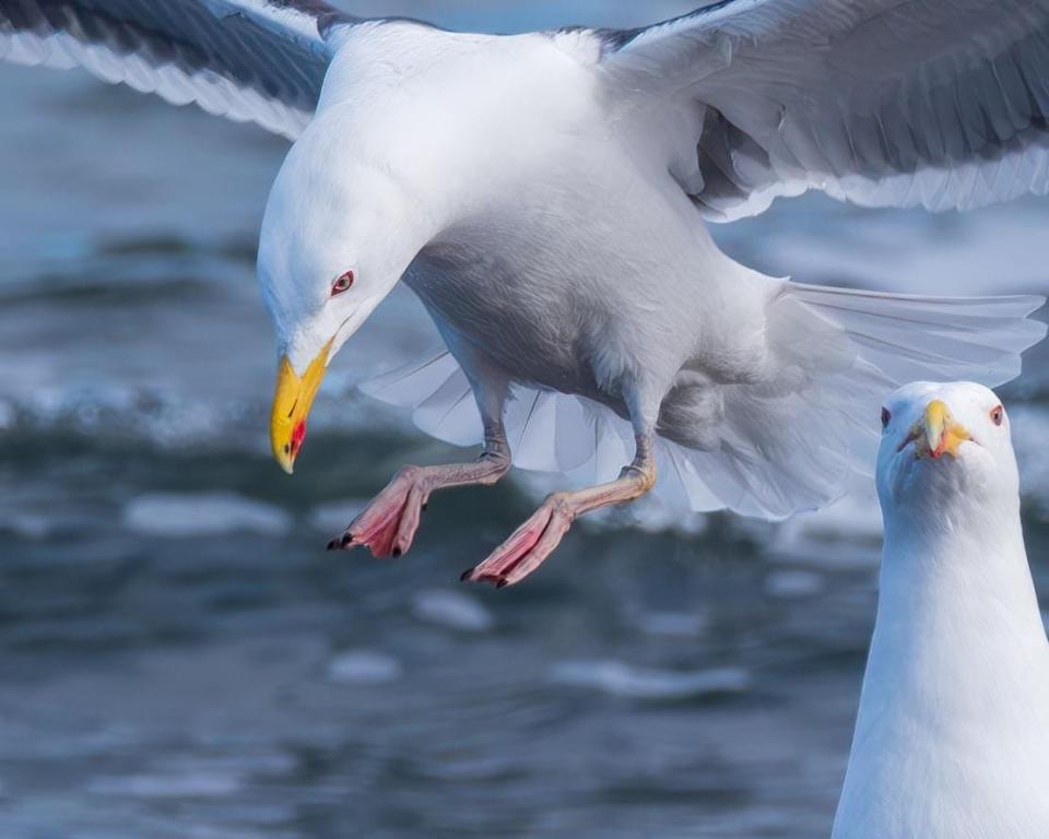 This photo of two Great Black-backed Gulls at Wells Harbor captures the two elements that local photographer Jack Coughlin most appreciates about birds: the opportunities they provide for photographs to be either portraiture or action.