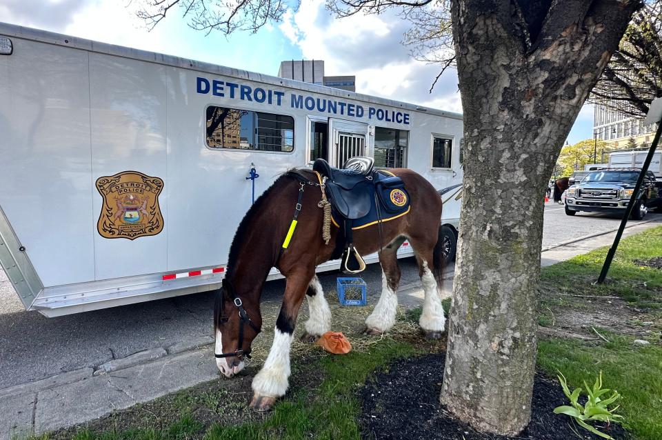 Winston is a Clydesdale with the Detroit Mounted Division who is on duty during the NFL draft on Thursday, April 25, 2024.