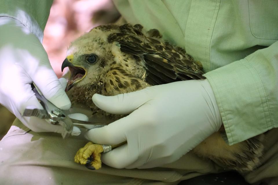 John Jacobs of Green Bay places a metal identification band on the leg of a red-shouldered hawk chick.