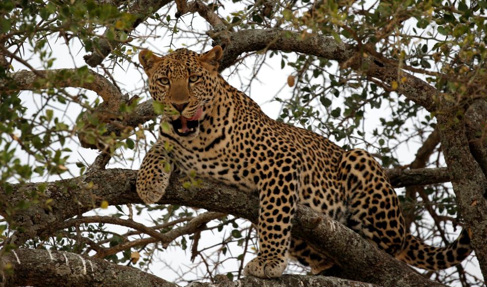 A leopard sits on a tree branch in&nbsp;a nature reserve hours away from the Utut Forest.&nbsp; (Photo: Goran Tomasevic / Reuters)