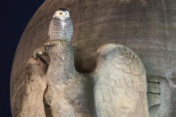 A rare snowy owl looks down from its perch on a marble eagle of the Christopher Columbus Memorial Fountain at the entrance to Union Station in Washington, Friday, Jan. 7, 2022. (AP Photo/Carolyn Kaster)