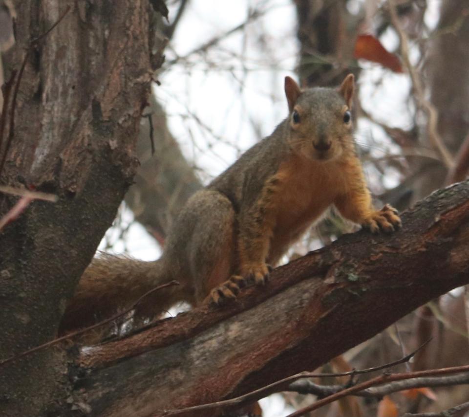 Fox squirrel watching from tree