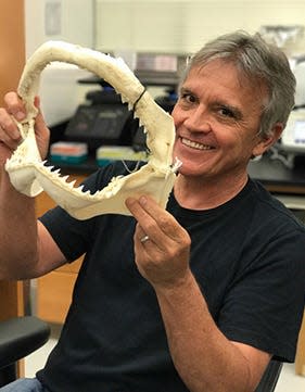 Gavin Naylor, program director for the Florida Program for Shark Research at the University of Florida's Florida Museum of Natural History.