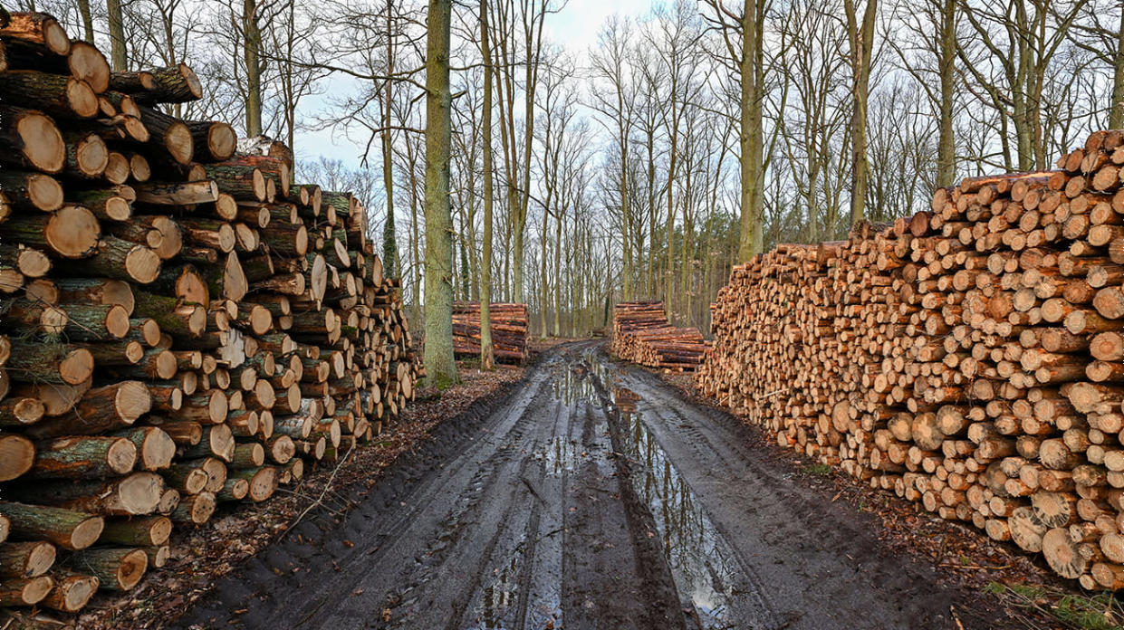 Timber pile. Stock photo: Getty Images