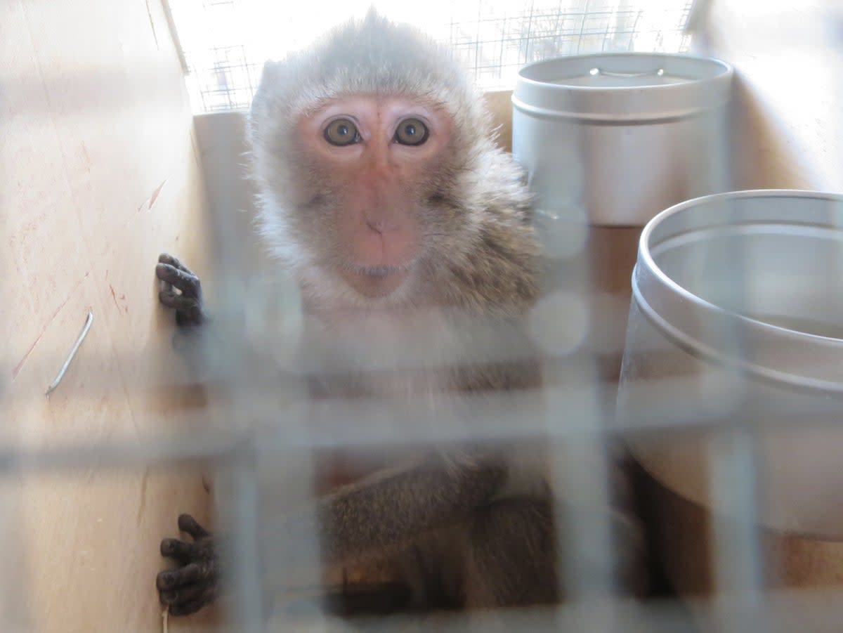 Charles River Laboratories imported the long-tailed macaques from Asia  (Peta )