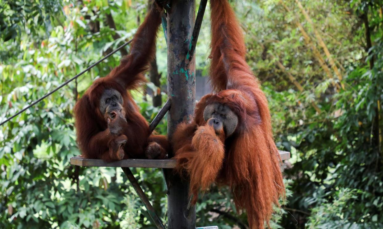 <span>Orangutans in a zoo in Kuala Lumpur, Malaysia. Wildlife groups have asked the government to consider other ways to signal its commitment to protecting the species.</span><span>Photograph: Lim Huey Teng/Reuters</span>