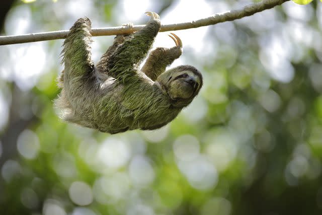 <p> <br/>©Juan Carlos Vindas / Getty Images</p> Sloths have very long arms, but short shoulder blades.