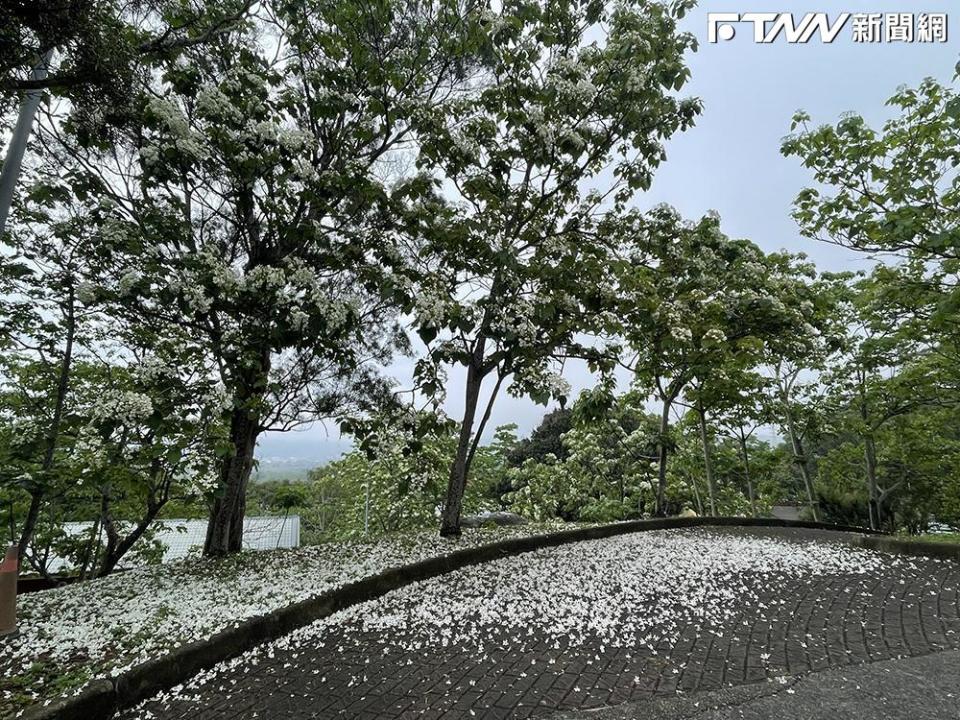 客家大院栽植上萬棵油桐樹，今年花況相當好，呈現「五月雪」夢幻美景。