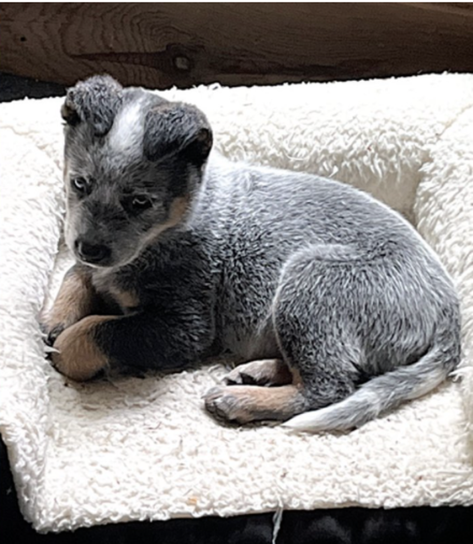 Buzzo, a four-month-old Australian Cattle Dog, was found dead beside Aron Christensen’s body in Washington’s Cascade Mountains (Corey Christensen)