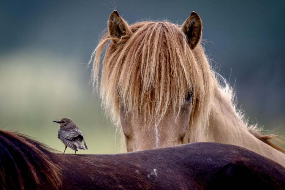 A starling perches on a horse's back at a stud farm in Wehrheim, Germany, July 3, 2024. (AP Photo/Michael Probst, File)