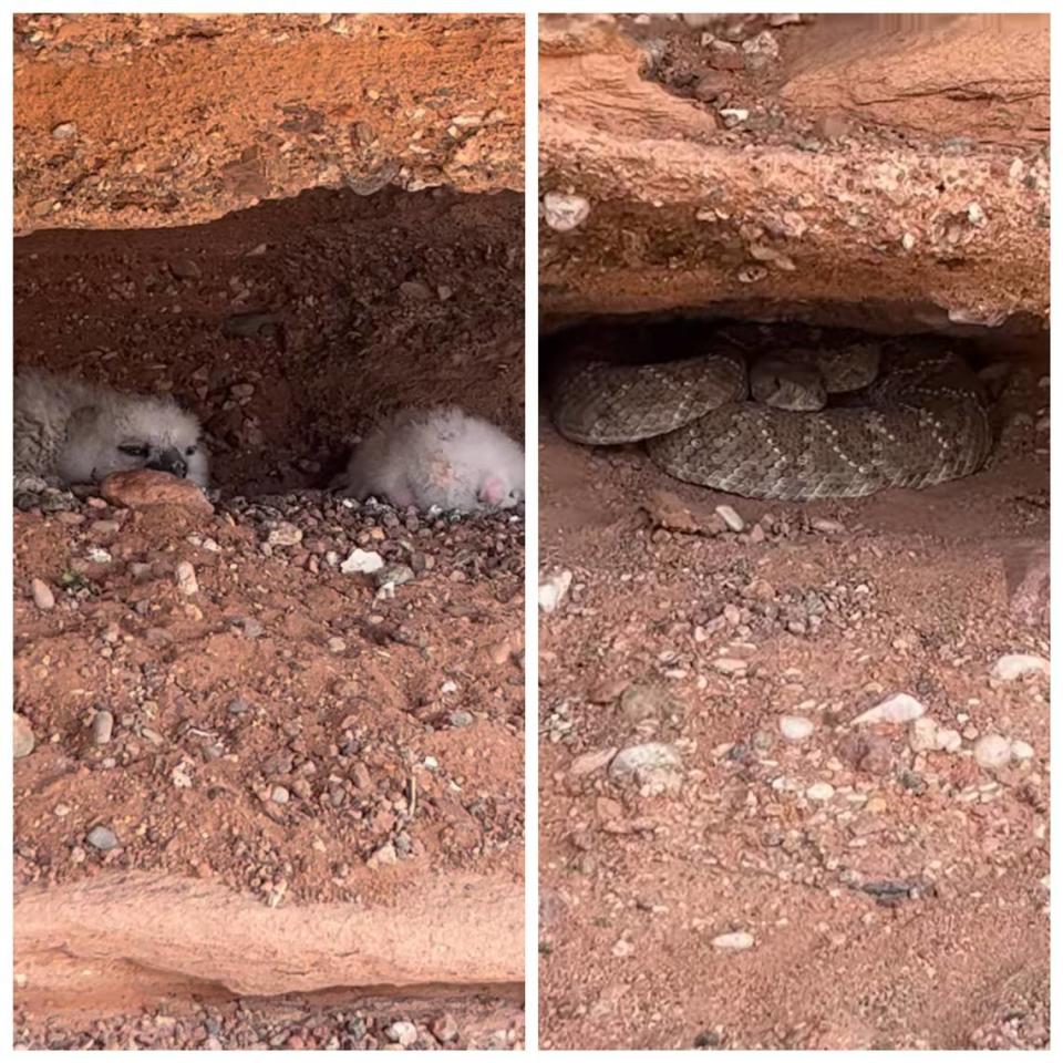 Wildlife officials in New Mexico recently spotted baby owls snoozing on a ledge within striking distance of a coiled rattlesnake.