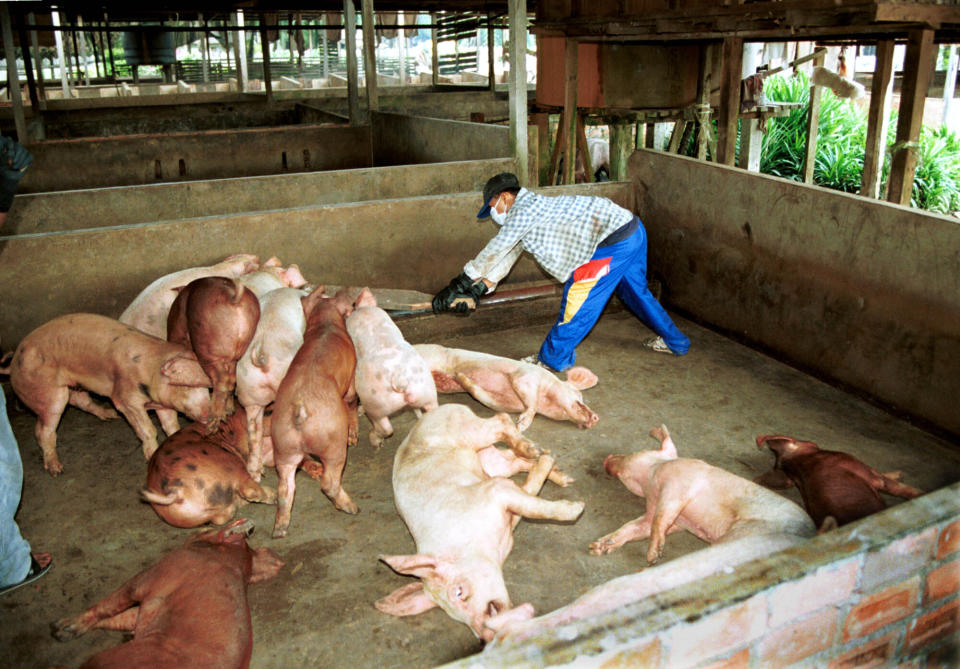 A worker kills all the pigs badly affected by the Japanese encephalitis virus at a farm near Kuala Lumpur in 1999. Source: AP