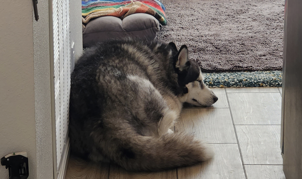 Mallow, a 5-year-old male Alaskan malamute-husky mix is available for adoption at the San Luis Obispo County Animal Services shelter.