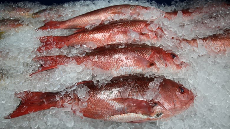 Whole red snappers on ice