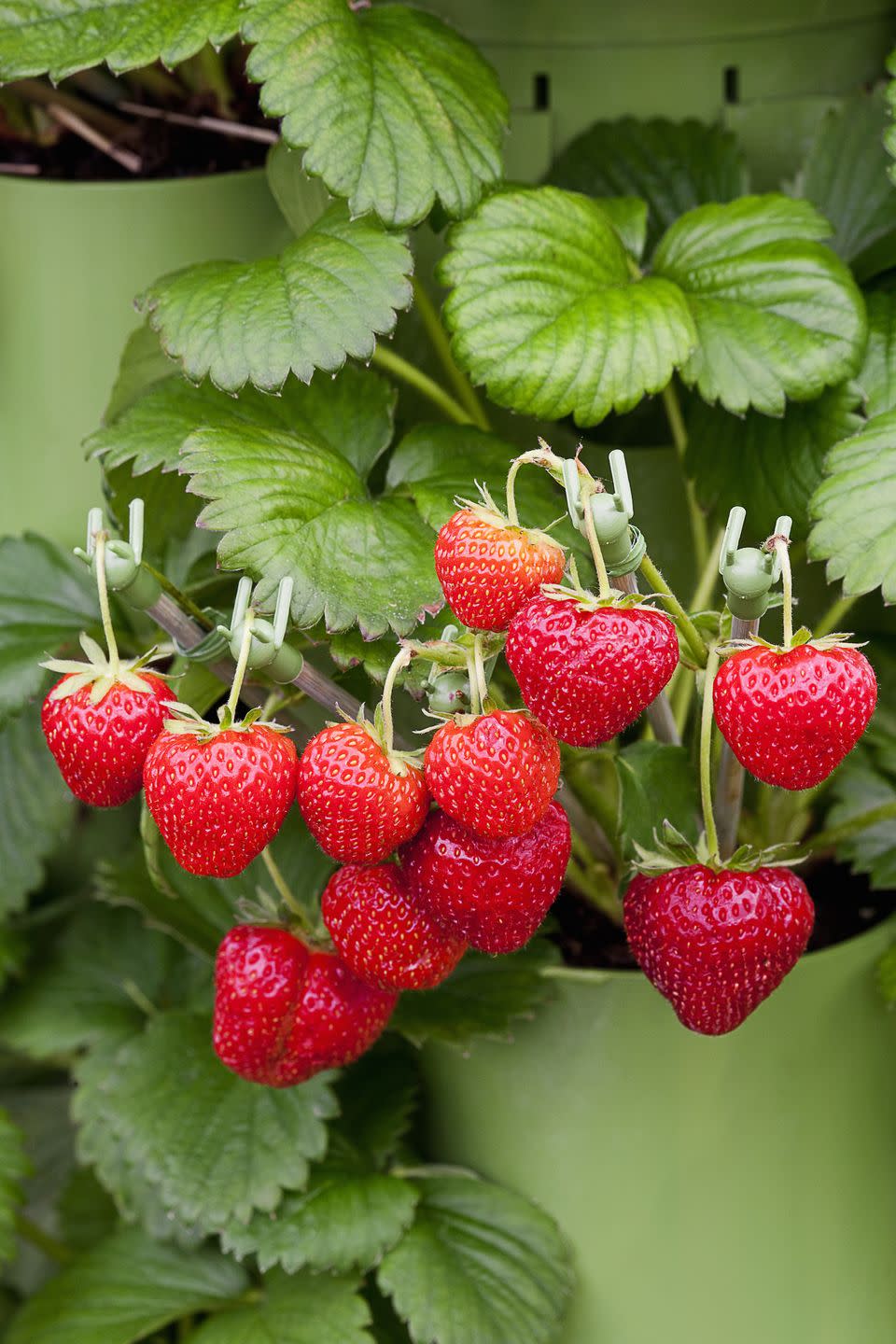 patio plants, close up of strawberries outdoors