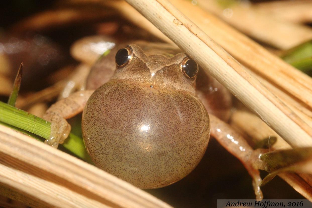 Spring peeper, like this one in mid-croak, are now calling out for mates in local wet areas.
