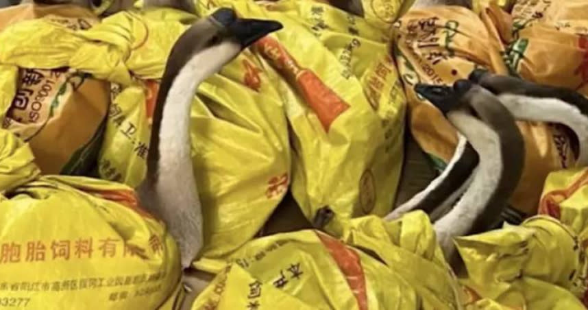 中國廣東有一間公司，送員工一隻活生生的鵝當年貨。（圖／翻攝自微博）