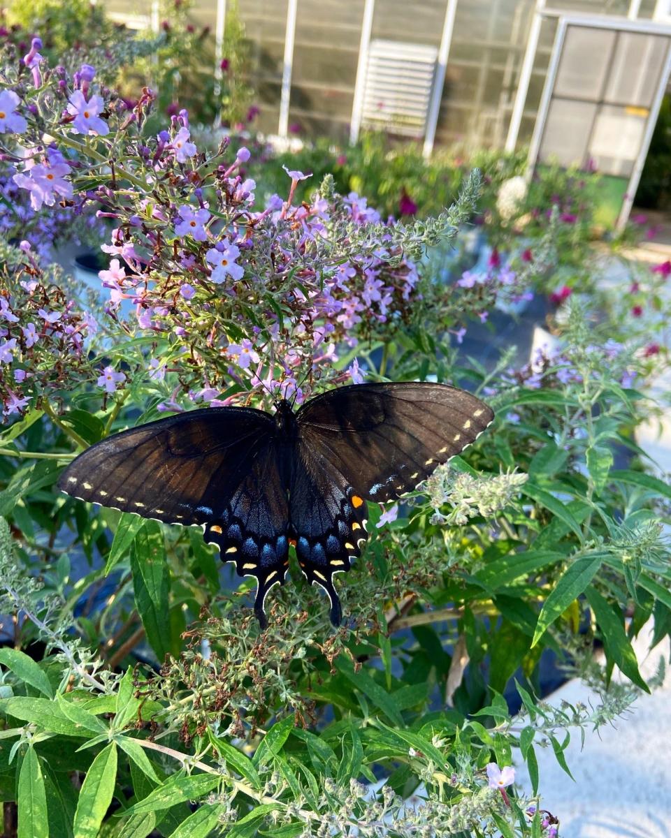 Stanley’s Seventh Annual Butterfly Festival is Aug. 26, 2023. This year’s festival includes a seminar on selecting plants that help sustain local butterfly populations.