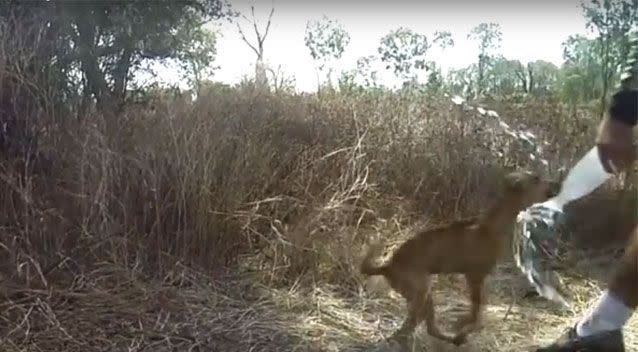 The dingo went for the group of fishermen on several occasions. Source: Supplied