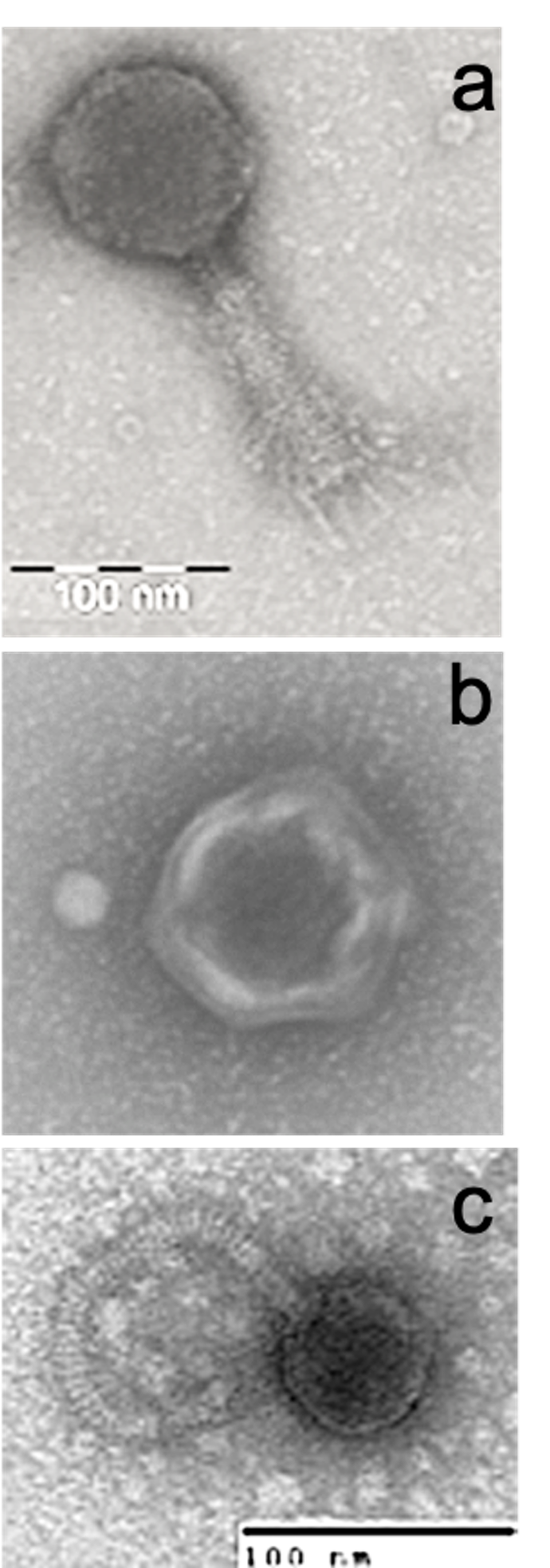 Three panels depicting three different viruses.