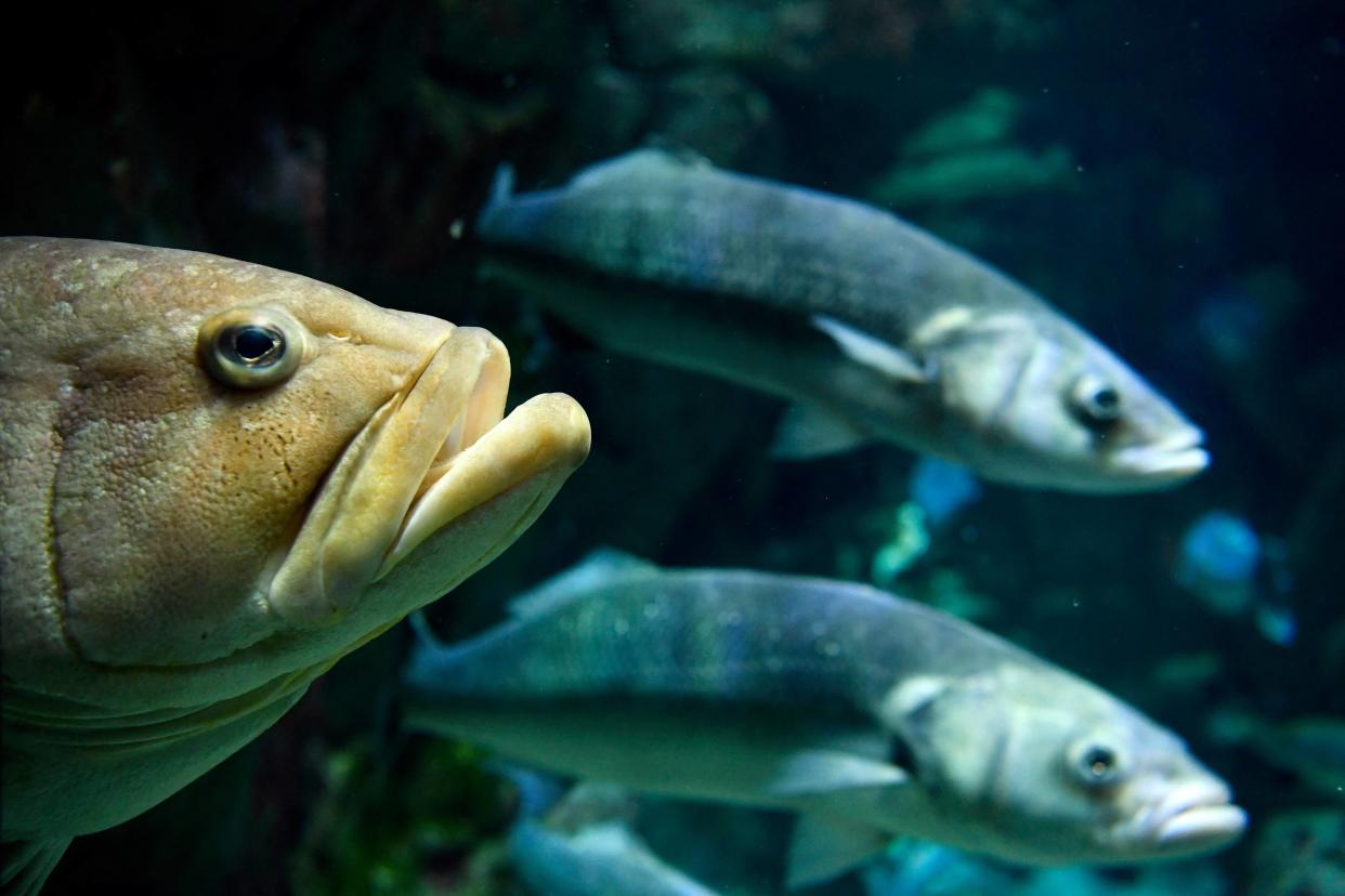 L’Aquarium de Paris, situé à deux pas de la Tour Eiffel, fait ses réserves de nourriture avant les JO (photo d’illustration).