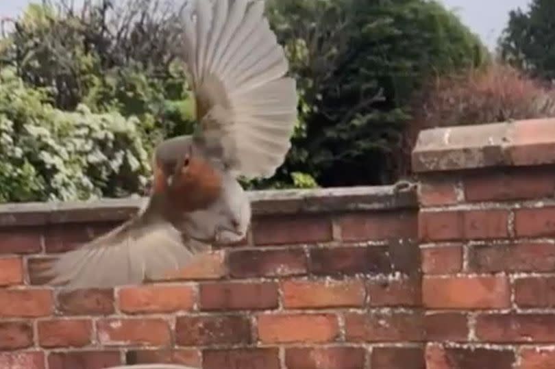 The adorable footage of the two unlikely friends has gone viral