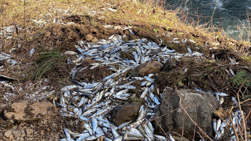 More than 25,000 salmon died following the crash. - Photo: U.S. Fish and Wildlife Service