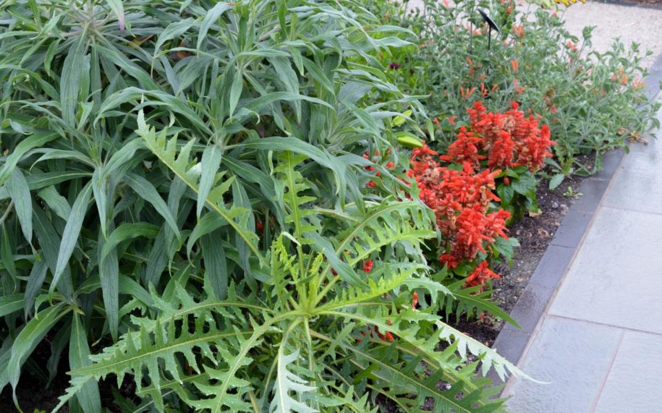 Sonchus arborescens below Echium fastuosum and Trachycarpus wagnerianus in the Exotic Garden at the RHS Garden Wisley, Surrey, UK - Carole Drake / GAP Photos