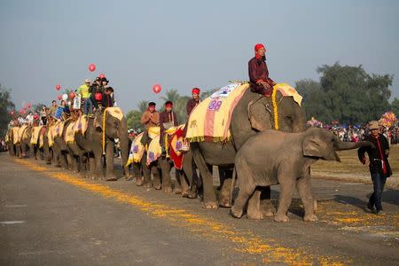 Elephants take part in a parade during Elephant Festival, which organisers say aims to raise awareness about the animals, in Sayaboury province, Laos February 18, 2017. REUTERS/Phoonsab Thevongsa