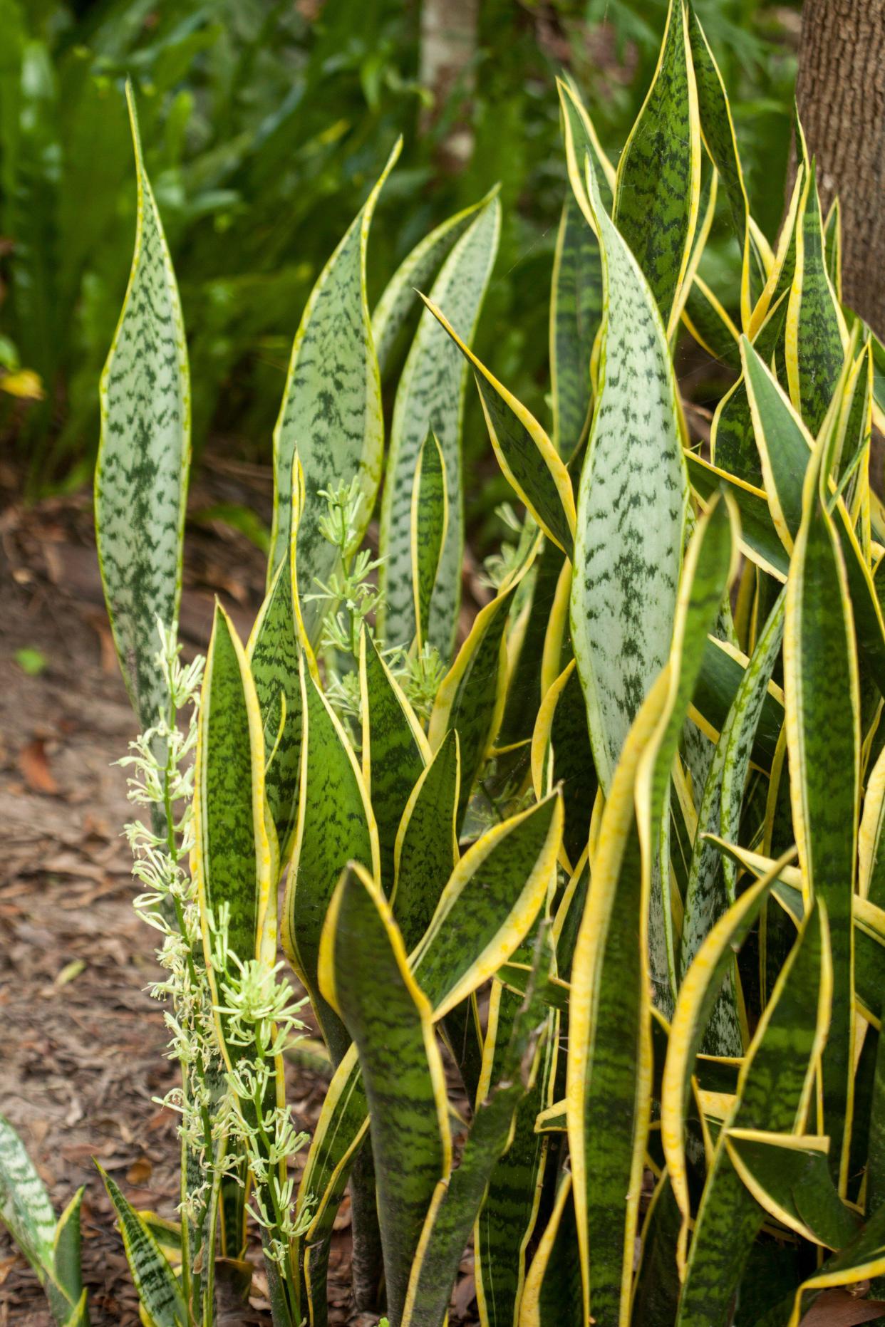 Snake plant