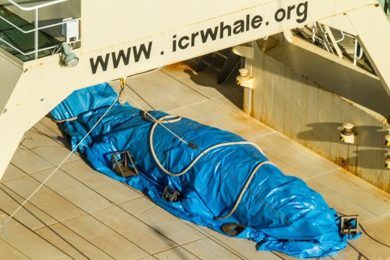 A photo released by activist group Sea Shepherd on January 15, 2017 purportedly shows a covered dead minke whale onboard Japanese ship the Nisshin Maru in Antarctic waters