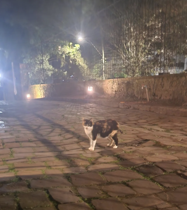 A cat walking on a cobblestone path at night with trees and lights in the background