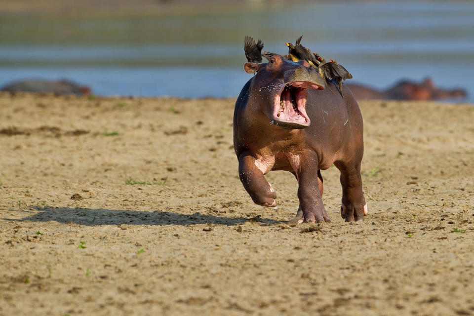 Alles andere als gähnend langweilig scheint diesem Nilpferd zu sein. Mit seinen gefiederten Freunden im Schlepptau mutieren die tierischen Begleiter zu richtigen Party Animals. (Bild: Marc Mol/Comedy Wildlife Photography Awards)