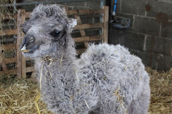 Handout photo issued by Mainsgill Farm of Doris the camel's as-yet-unnamed calf at Mainsgill Farm in Richmond, North Yorkshire, the owners of the farm shop and tea shop were stunned to find Doris, one of their two camels was giving birth today - as they are both female. PRESS ASSOCIATION Photo. Issue date: Thursday April 17, 2014. Farmer Andrew and Maria Henshaw had no idea that Doris the camel, who lives with her half-sister Delilah, was in the family way until she began to calve. Mr Henshaw, who runs the Mainsgill Farm Shop near Richmond, North Yorkshire, said he half suspected Jimmy the llama in the pen next to Doris may be responsible, as he is such a rascal. But he reckoned that Doris, who has not been near a male camel from more than a year, was impregnanted before she was brought from a farm in Cornwall to North Yorkshire. See PA story ANIMALS Camel. Photo credit should read: Nichola Hammond/PA WireNOTE TO EDITORS: This handout photo may only be used in for editorial reporting purposes for the contemporaneous illustration of events, things or the people in the image or facts mentioned in the caption. Reuse of the picture may require further permission from the copyright holder.