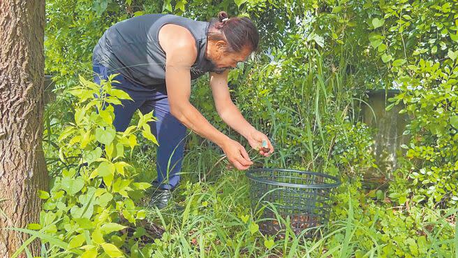 台東單親爸爸周明源靠著撿蝸牛扶養家中3個孩子。（蔡旻妤攝）