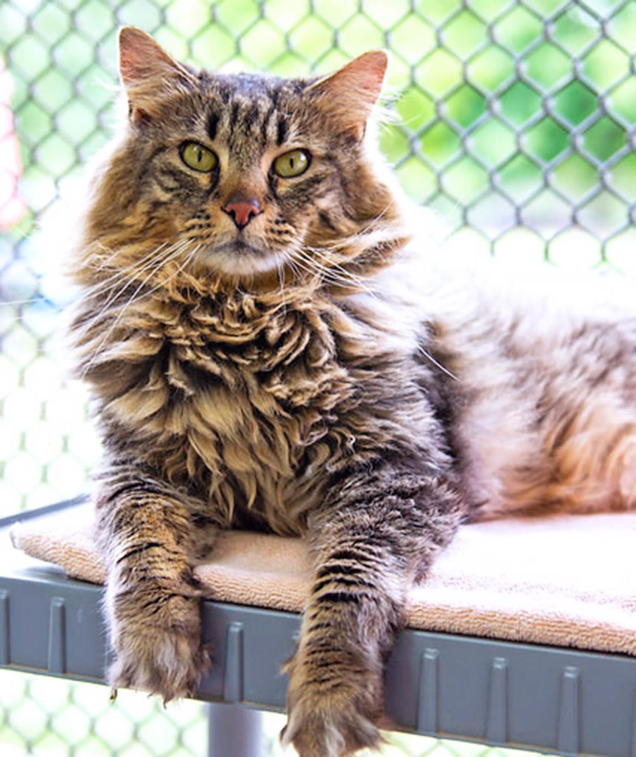 Maine Coon cat enjoying his spot at Tabby's Cat Sanctuary