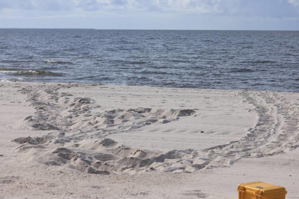 Tracks in the sand left behind by a sea turtle alerted the Harrison County Sand Beach crews to the presence of a possible sea turtle nest. The Institute for Marine Mammal Studies confirmed that there is a nest.