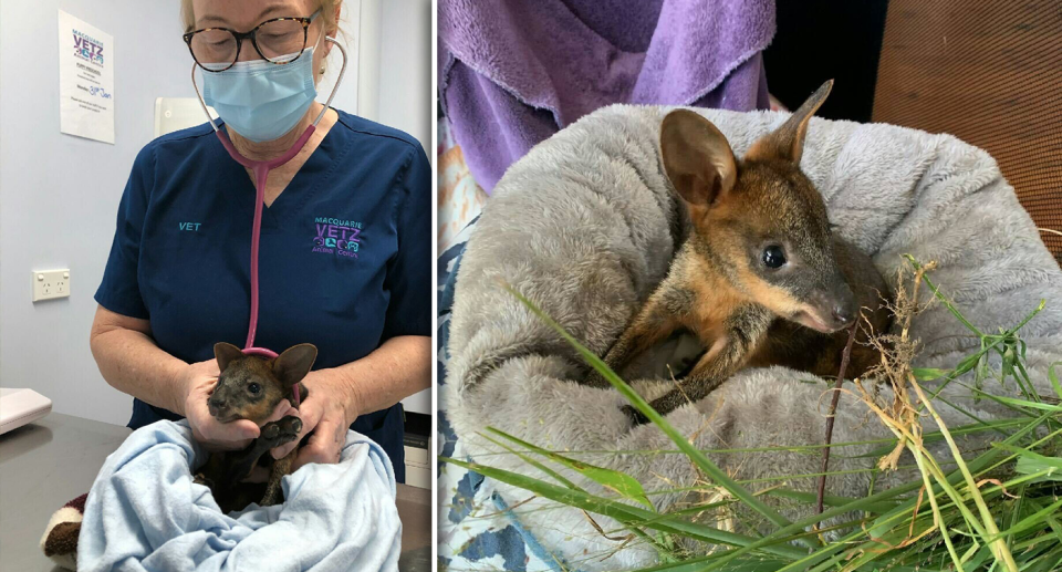 Warrior the wallaby is recovering well after receiving treatment at Macquarie Vetz at Warners Bay. Source: Hunter Wildlife Rescue