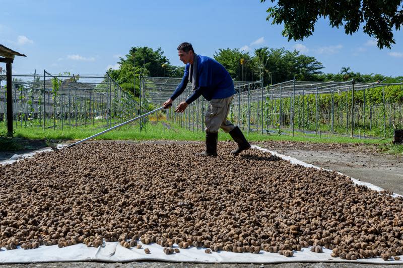 印加果長在樹上的魚油　陳憲弘精心投入種植生產樂其中