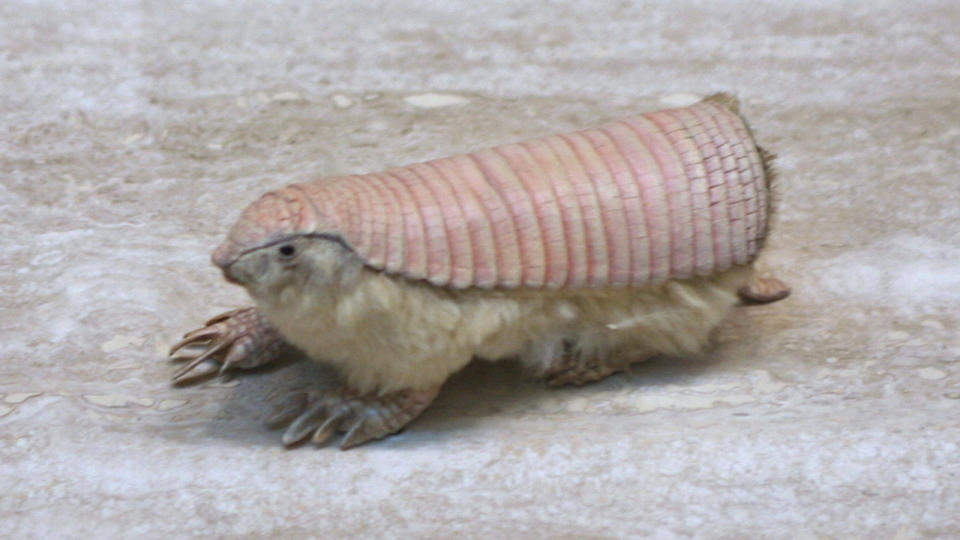 pink fairy armadillo	