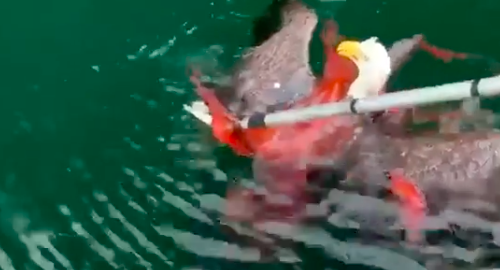 It shows the scuffle between the two as the octopus, which had turned a crimson colour wound its tentacles tightly around the eagle, which was floating helplessly at the surface.(Mowicanadawest Instagram)