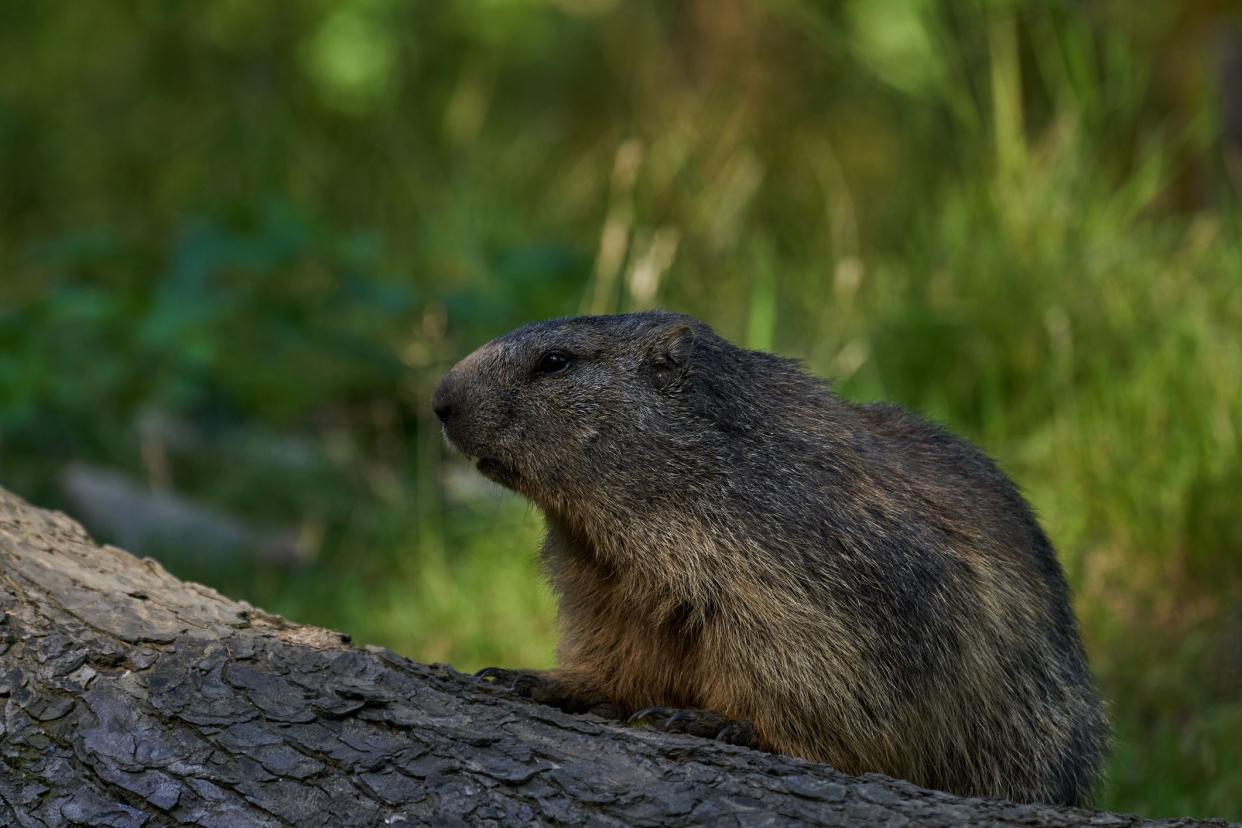 Marmota monax, groundhog known from movie groundhog day with punxsutawney phil for weather forecast