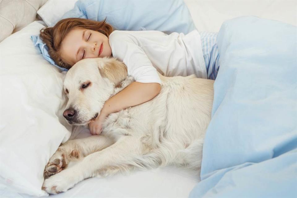 外國一名女飼主發現，自家愛犬每到晚上大家睡著的時候，就會到各個房間巡邏。(示意圖/達志影像)