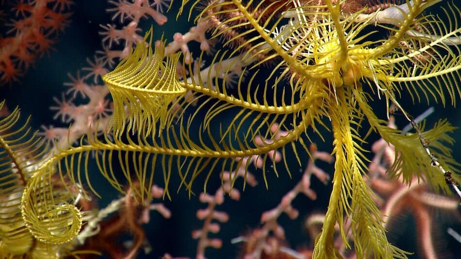 A glimpse at what the Northeast Canyons and Seamounts Marine National Monument is protecting. (Photo: NOAA OKEANOS Explorer Program 2013 Northeast US Canyons Expedition)