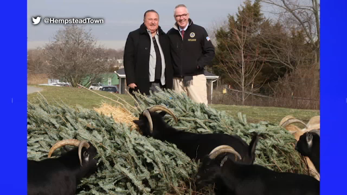 Hempstead residents can donate Christmas trees to goats